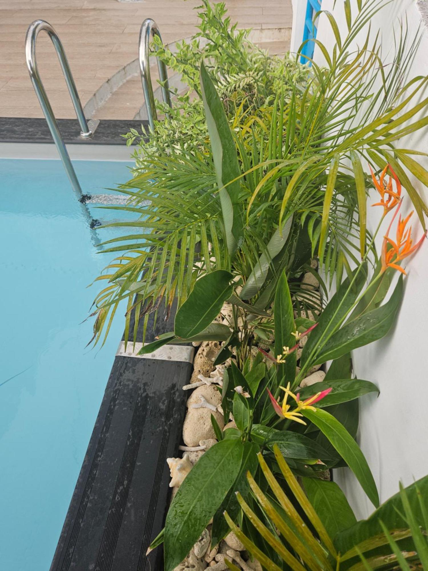 Ti Oasis Colibri, 1 Chambre, Piscine, A 150M De La Plage Сент-Люс Экстерьер фото
